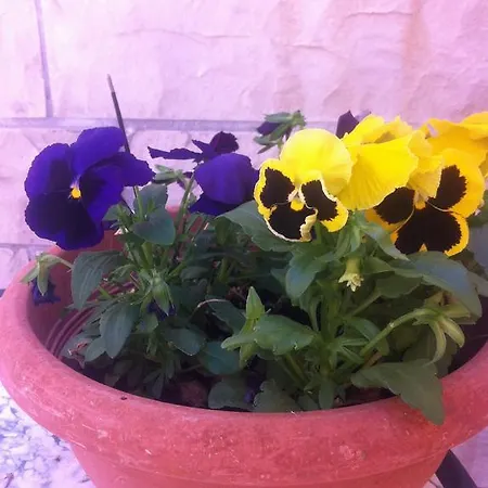 Διαμέρισμα Old Town *